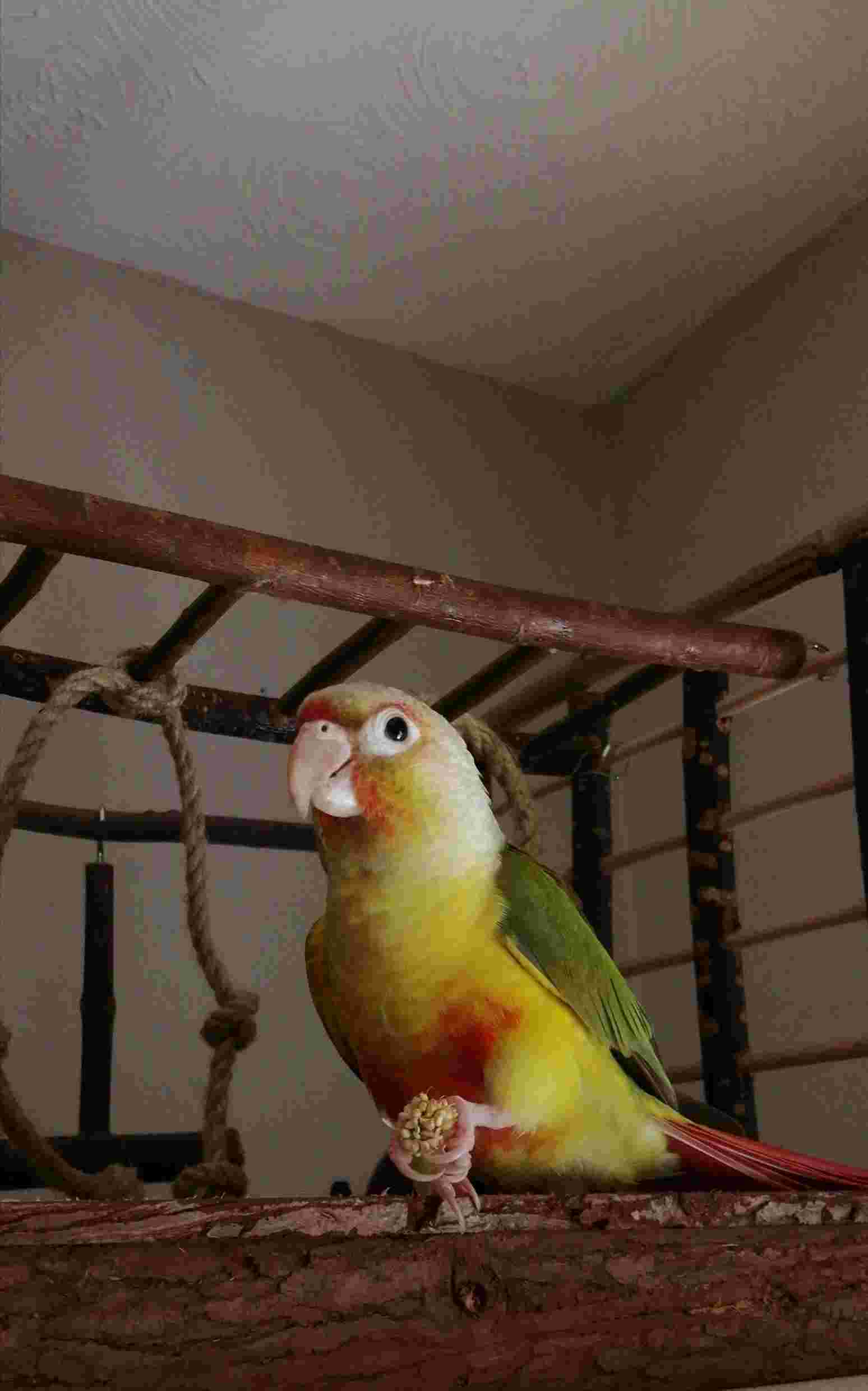 A Riverside Conure, a customer's conure